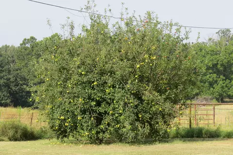 Other - 5351 State Hwy, Purdy, MO 65734 photo 8 of 12