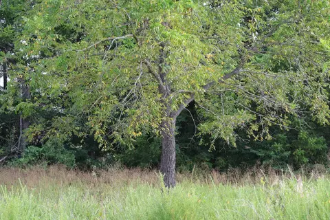 000 Red Bridge Rd, Ozark, MO 65721 photo 24