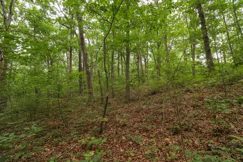 000 Sappington Ln, Falcon, MO 65470 photo 12