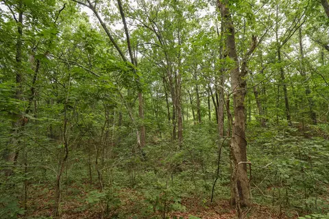 000 Sappington Ln, Falcon, MO 65470 photo 11