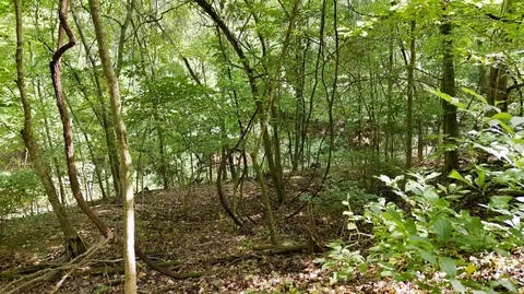 Exterior - 24709 Wolfe Rd, Washburn, MO 65772 photo 19 of 22