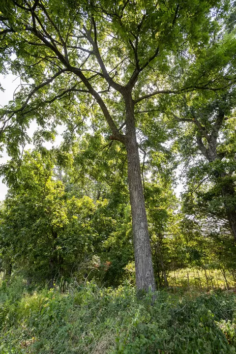 000 County Road 425, Ava, MO 65608 photo 29