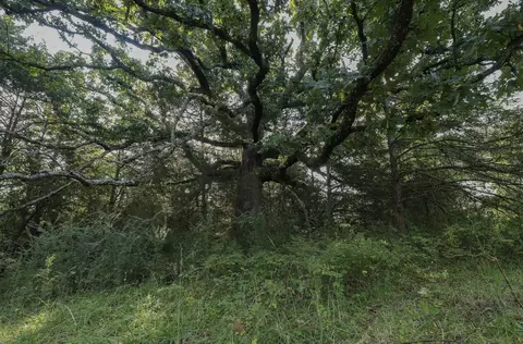 000 Quiet Acres Rd, Lampe, MO 65681 photo 18