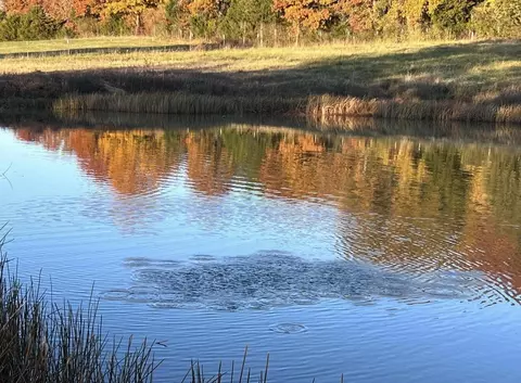 View/Area - 1299 Missouri 181, Cabool, MO 65689 photo 3 of 4