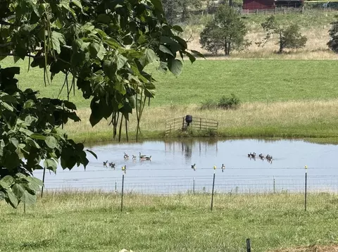 View/Area - 1299 Missouri 181, Cabool, MO 65689 photo 2 of 4