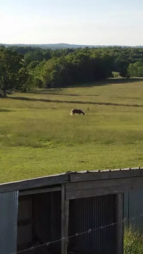 Other - 1299 Missouri 181, Cabool, MO 65689 photo 10 of 17