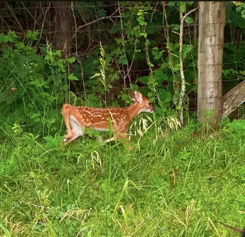 Other - 1299 Missouri 181, Cabool, MO 65689 photo 11 of 17