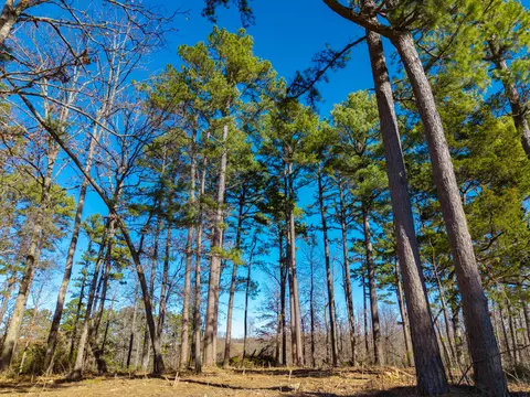 lot3 Malberg Rd, Cabool, MO 65689 photo 4