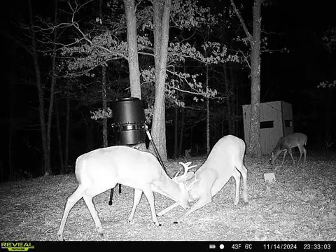 Other - 3699 Highway M, Cabool, MO 65689 photo 19 of 23