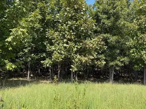 Other - 2285 County Road 437-b, Mountain View, MO 65548 photo 32 of 40