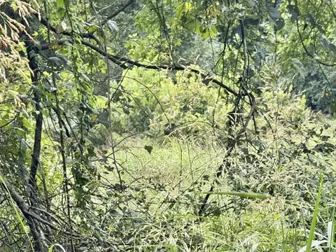 000 E Grand - 697 Acre Ml St, Springfield, MO 65804 photo 6