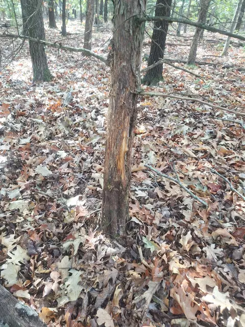 114 Acres Styles Rd, Noel, MO 64854 photo 11