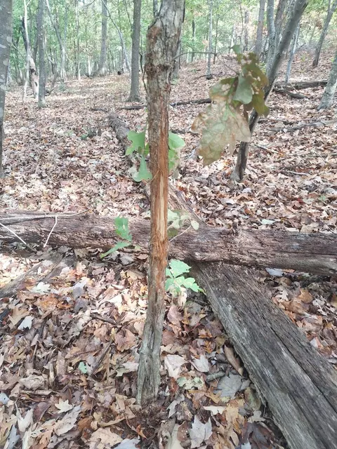 114 Acres Styles Rd, Noel, MO 64854 photo 8