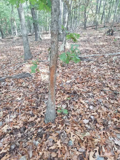 114 Acres Styles Rd, Noel, MO 64854 photo 12