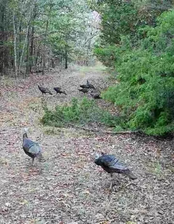 114 Acres Styles Rd, Noel, MO 64854 photo 7