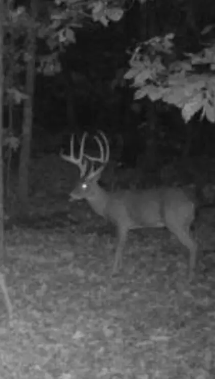 114 Acres Styles Rd, Noel, MO 64854 photo 3