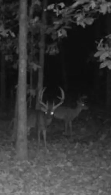 114 Acres Styles Rd, Noel, MO 64854 photo 4