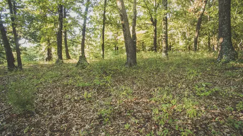000 Lonnie Ln, Seneca, MO 64865 photo 6