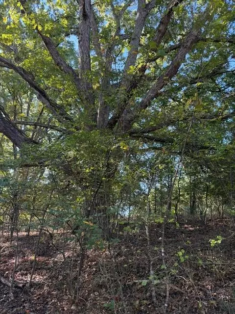 tbd Us Hwy 65, Walnut Shade, MO 65771 photo 2