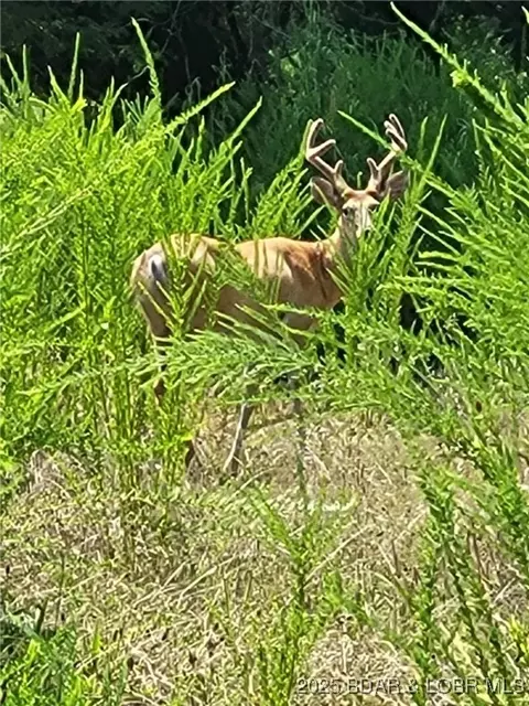 trinchera road, Edwards, MO 65326 photo 6