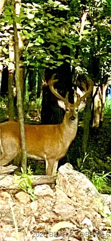 Other - 10 Legacy Ln E, Sunrise Beach, MO 65079 photo 14 of 14