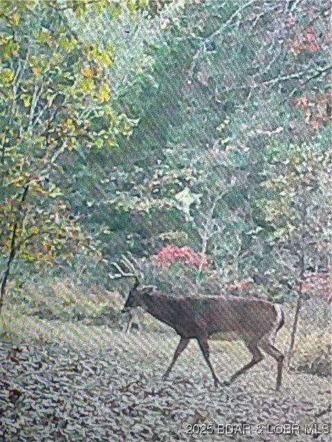 tbd Quail Run, Preston, MO 65732 photo 4