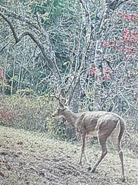 tbd Quail Run, Preston, MO 65732 photo 5