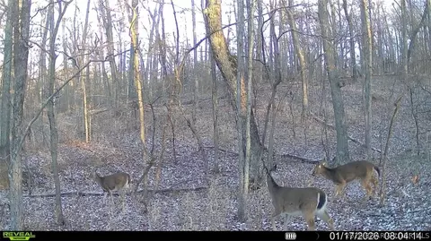 Mccasland Rd, Stover, MO 65084 photo 3