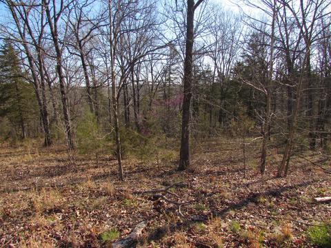310 Rocky Point Loop, Branson, MO 65616 photo 1