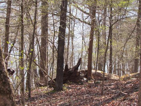 276 Rocky Point Loop, Branson, MO 65616 photo 1