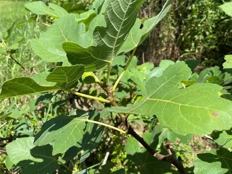 Other - 20213 Narrow Rd, Covington, LA 70435 photo 20 of 24