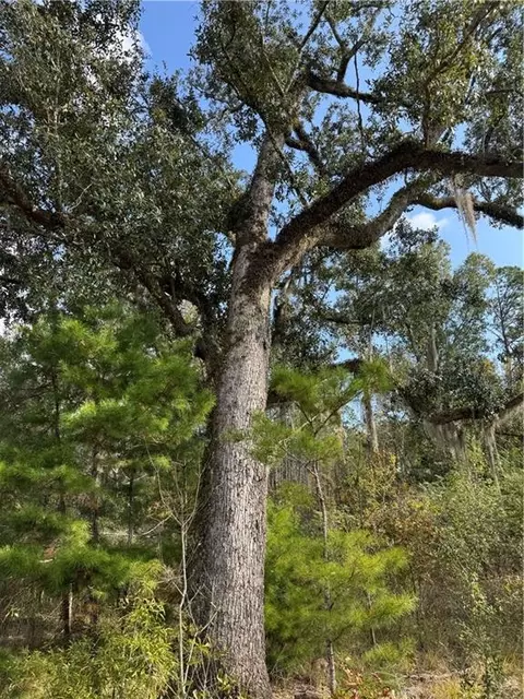 tbd Patterson Rd, Springfield, LA 70462 photo 10
