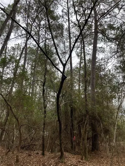 Beta Lots 79 & 80 Avenue, Covington, LA 70435 photo 10