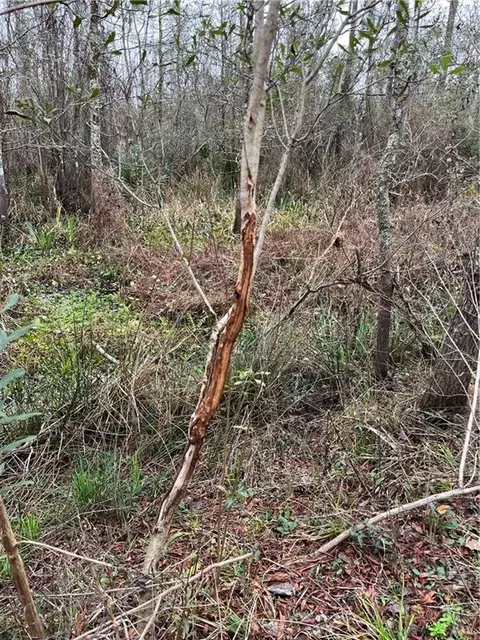 0 Lower Rome Rd, Springfield, LA 70462 photo 47