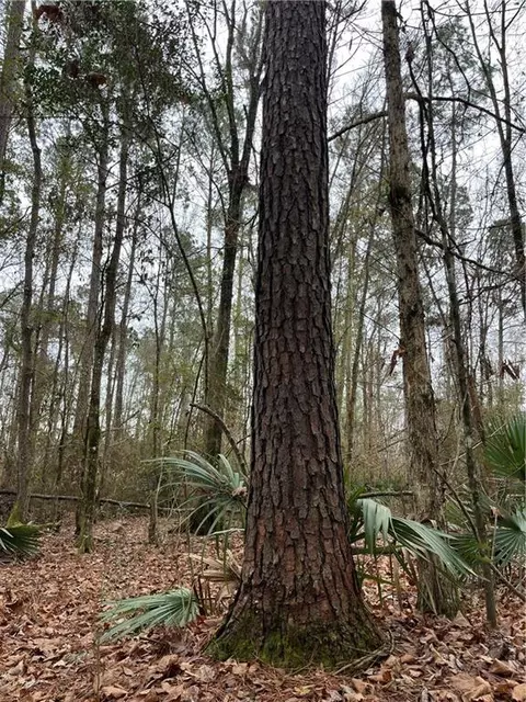 0 Lower Rome Rd, Springfield, LA 70462 photo 28
