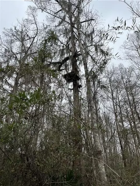 0 Lower Rome Rd, Springfield, LA 70462 photo 30