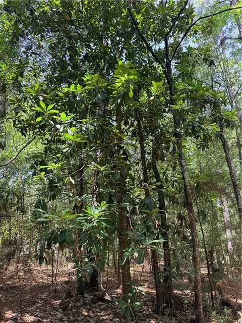 Rolling Pines Road, Amite, LA 70422 photo 15