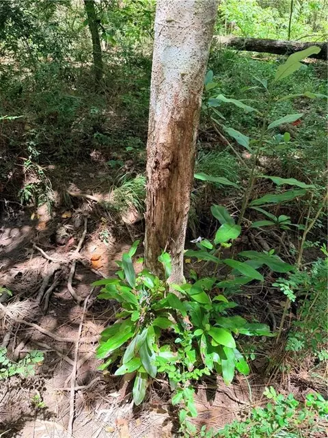 Rolling Pines Road, Amite, LA 70422 photo 21