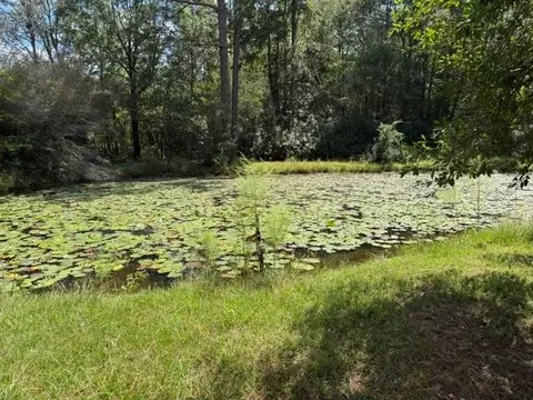 View/Area - 26190 Pine View Dr, Folsom, LA 70437 photo 1 of 1