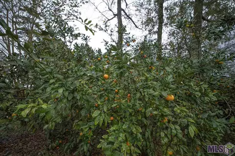 32524 Dwayne Dr, Walker, LA 70785 photo 29