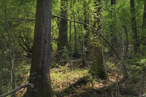 02 La Hwy 38, Kentwood, LA 70444