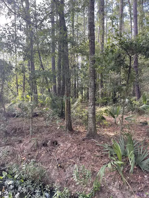 11189 Sandra Dr, Walker, LA 70785 photo 2