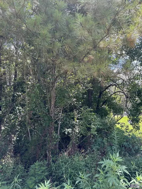 Florida Blvd, Walker, LA 70785