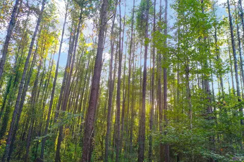 lot11 12 La Hwy 449, Pine Grove, LA 70453