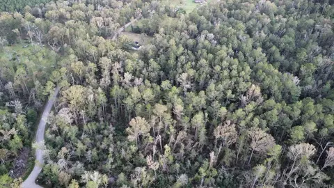 5 12 Acres White Oak Ln, Springfield, LA 70462 photo 21