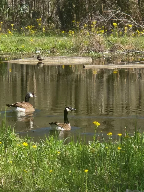 33050 Nancy Dr, Walker, LA 70785