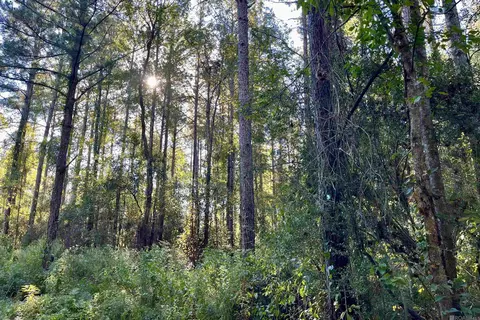 16 Hall And Lindsey Rd, Greensburg, LA 70441