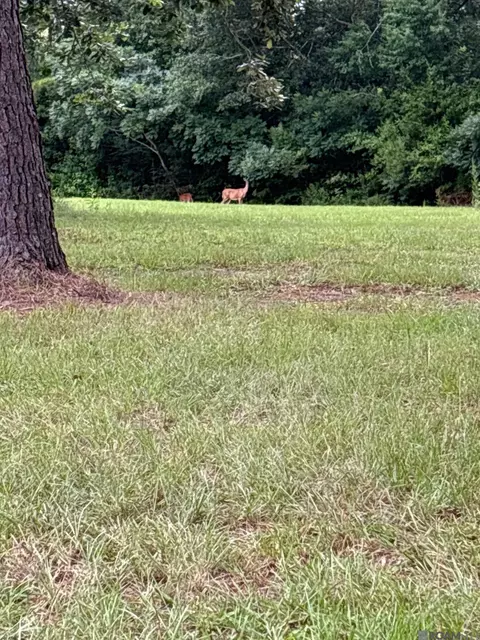 Other - 26810 Hwy 22, Springfield, LA 70462 photo 12 of 13