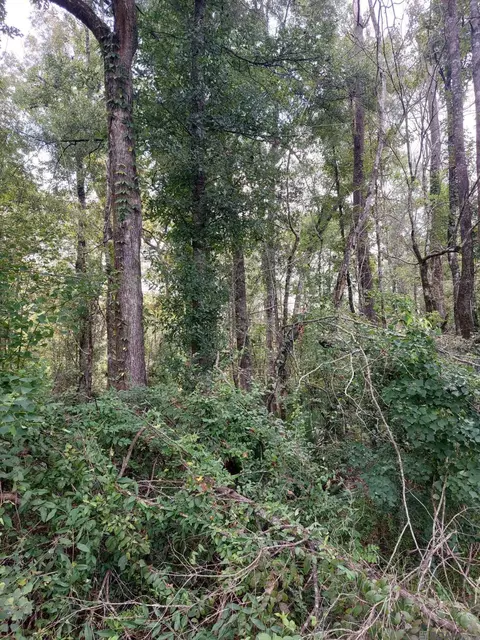 Old Winchester Dr, Denham Springs, LA 70706