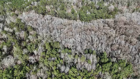 La Hwy 28 E, Boyce, LA 71409 photo 9